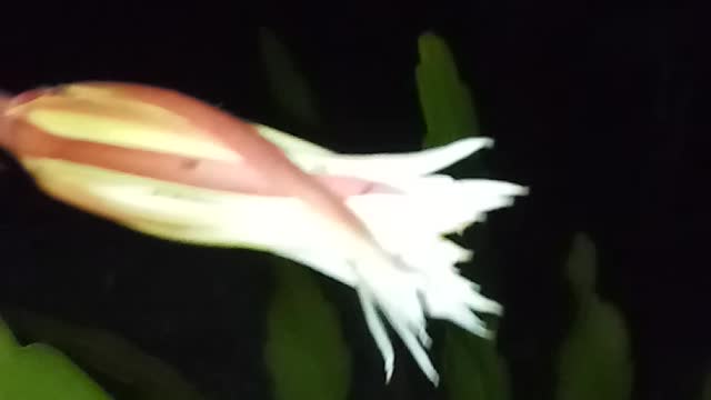 Epiphyllum anguliger