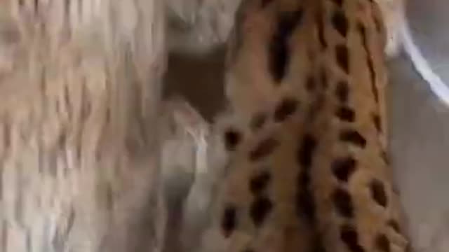 .cat#youtubeshorts