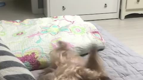 What a puppy does when he wants his tummy to be scratched