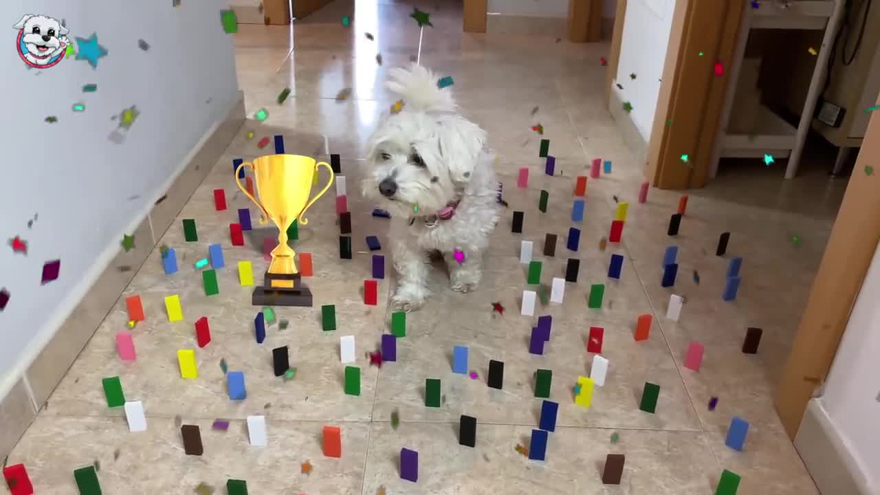 Dog 🐶 vs Human colored Obstacles CHALLENGE! Anima Dogs