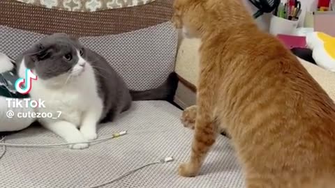 Cat video