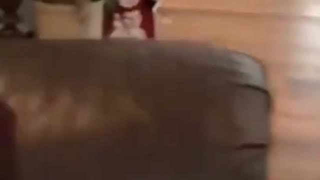 Try Not To Laugh ✪ Laughing Cat Video
