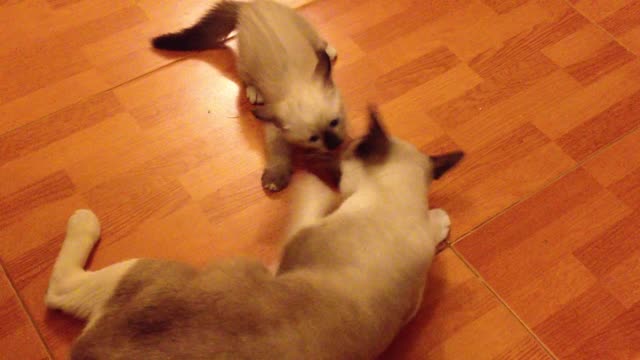 little kitten bites big one