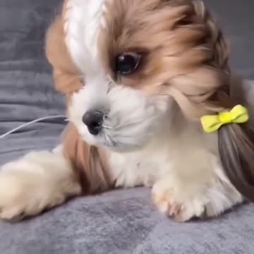 Cachorrinho de trança. Que fofo!