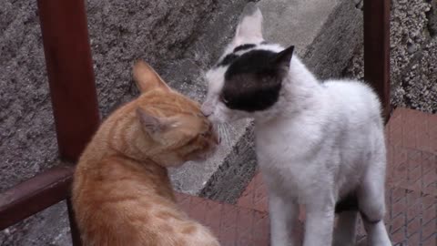 Funny Cat 🐈| Funny cat life | funny animal 5