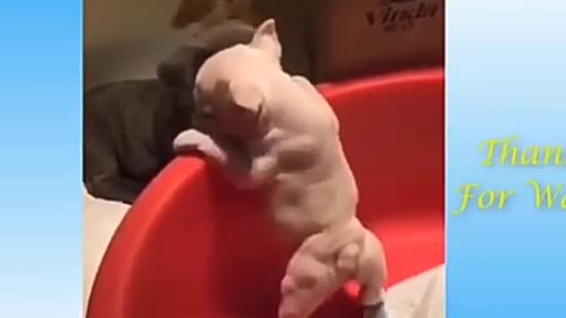 Best funny video ,animal playing ,baby animal