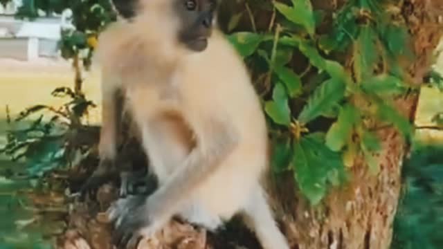 CUTE MONKEY MAKES LOVE WITH CUTE GIRL