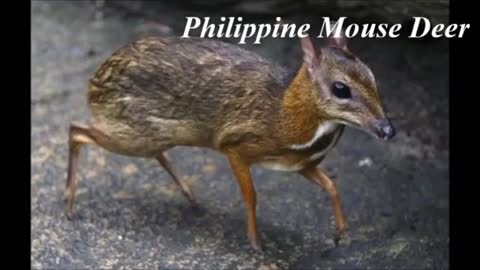 Animals only found in the Philippines