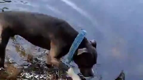 Cheerful Pitbull jumping in the water.