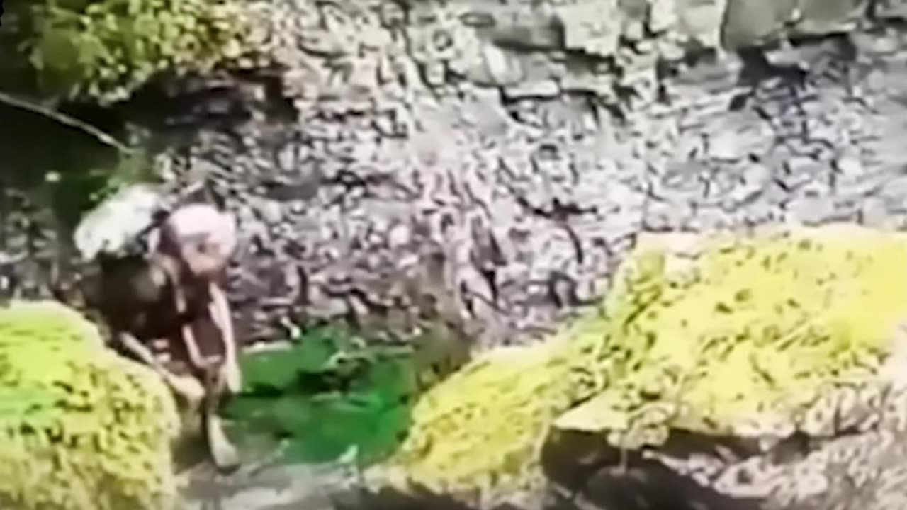 CGI or DNA hybrid??
