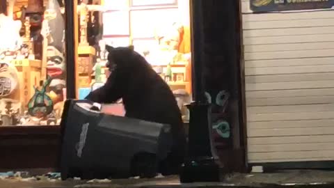 Bear Hides Behind Bin as Police Patrol Drives By