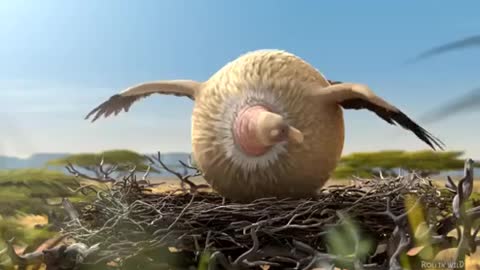 Animal funny videos | Birds| funny videos