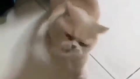 funny cat videos