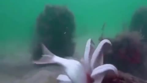 Sea Cucumber Eating