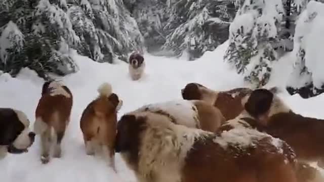 Adorable st Bernard playing in snow