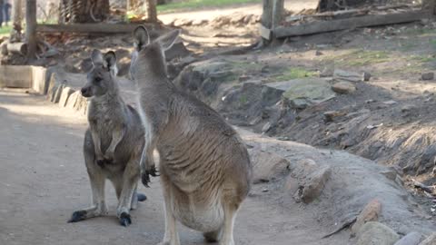 Couple of cute little kangaroos