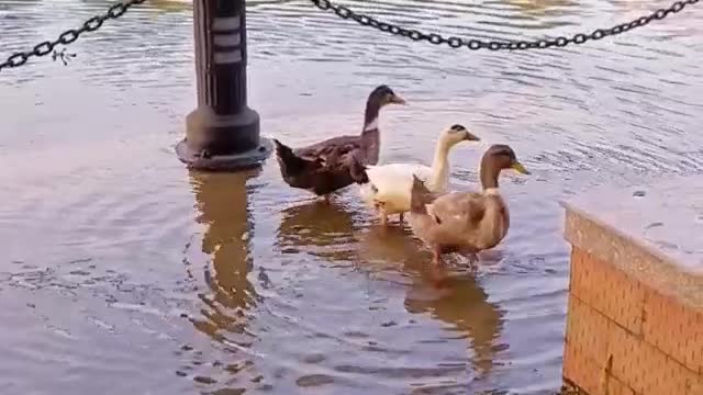 Ducks are swimming