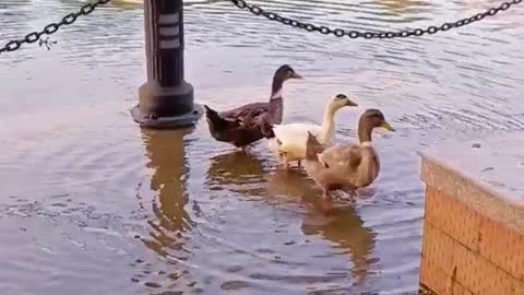 Ducks are swimming