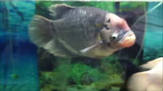 Giant Gourami