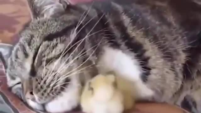 Cat VS Chick Don'try to laught it LoL