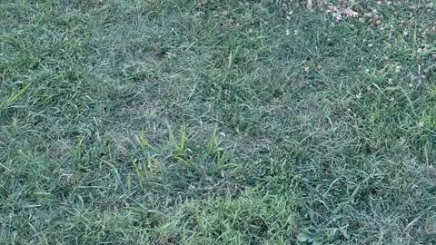 Little Westie Dog Plays in the Grass