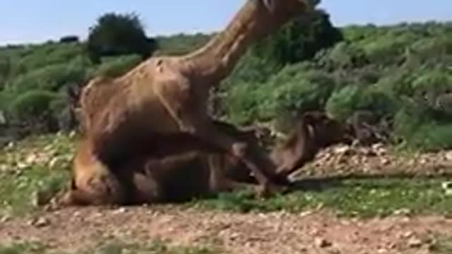 Moment mating when camels