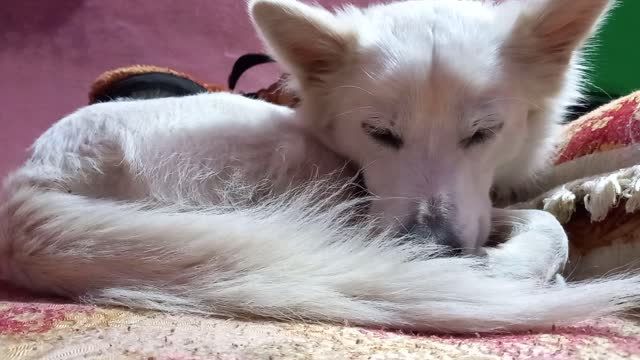 Cute Pomeranion Dog Sleeping In Winter