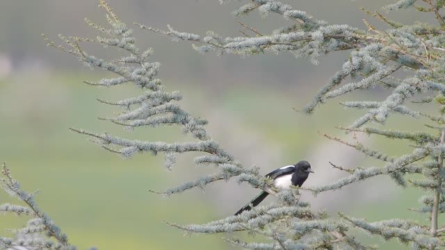 Small birds in the picturesque nature