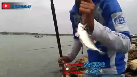 Fishing rabbit fish