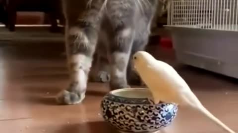 cute cat and parrot.| short.| #short