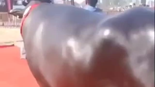 The most expensive bull in the world