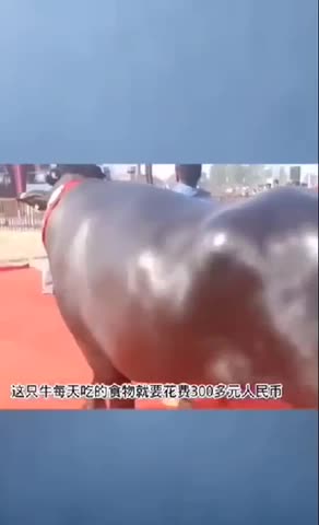 The most expensive bull in the world