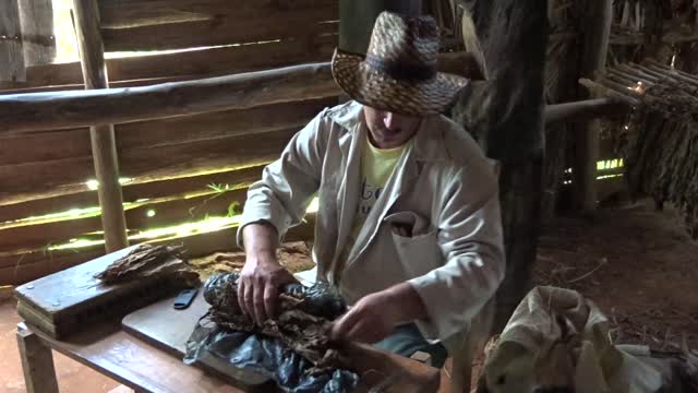 Cigar Making Demonstration, Pinar Del Rios, Vinales Valley, Cuba 2015