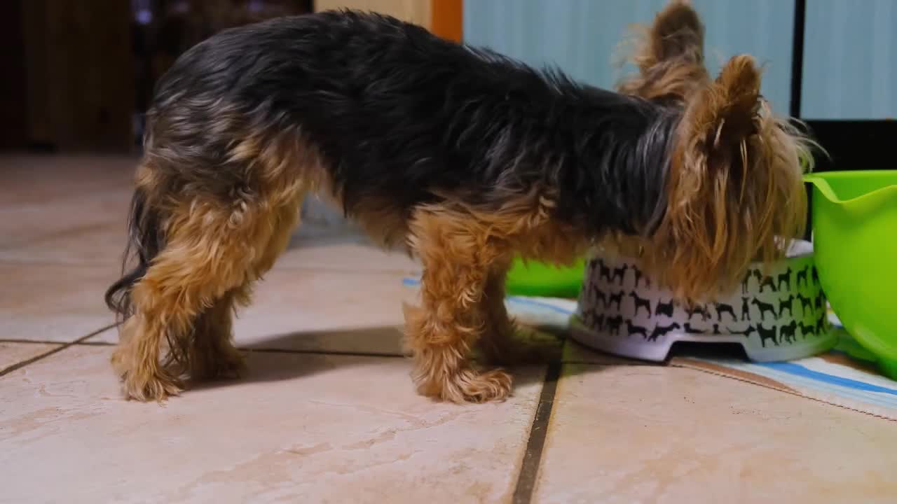 cute pets