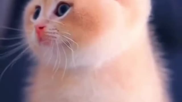 🌺Cute Baby Cat WhatsApp Status 💫❣️Cute Cat Status Video raataan lambiyan |Animals Profile#shorts#cat