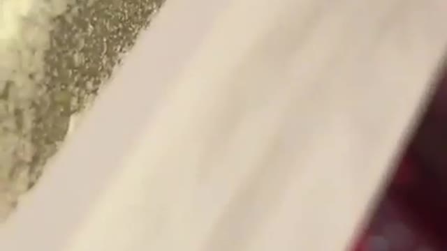 Vibes ant sacrifices another ant off counter