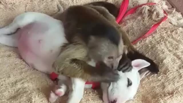 Monkey Grooms Puppy Pal