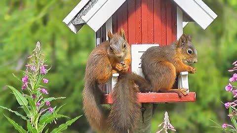 wife and husband squirrel