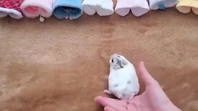 This animal is too cute, I love it
