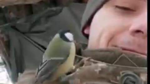 A Little Bird playing on the face of Ukrainian Soldier