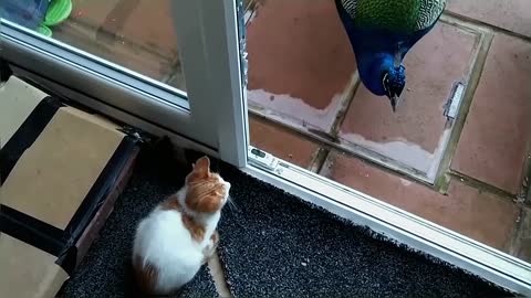 Peacock Vs Cats Compilation