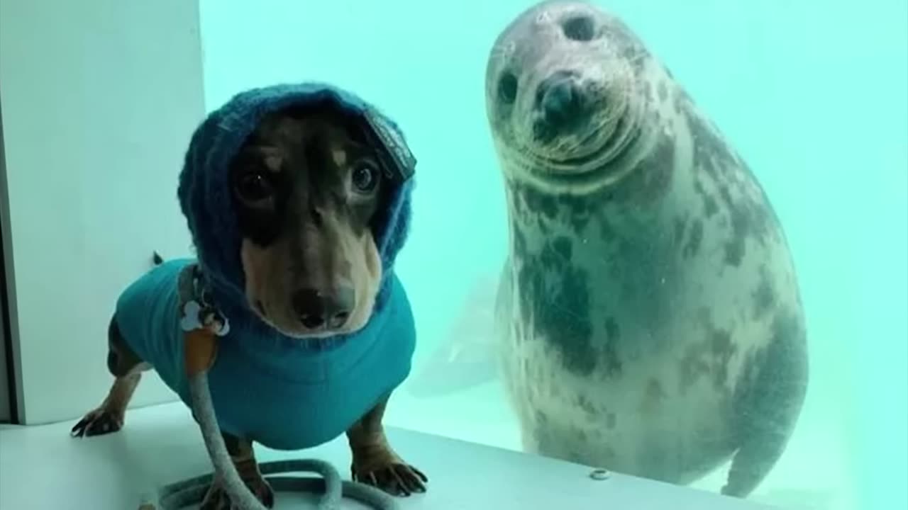 Animal funny videos