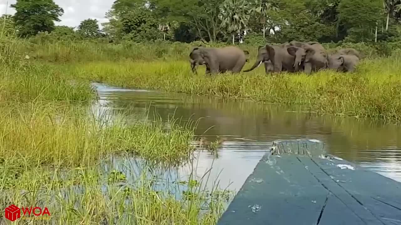 Daddy Elephant Save Baby Elephant From Crocodile