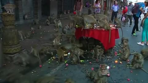 Thais honor monkeys with elaborate banquet