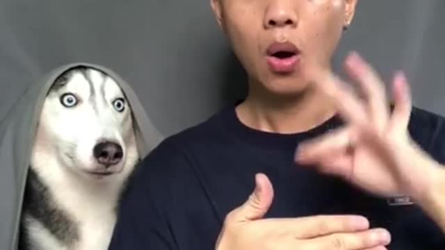 HUSKY IS SMARTER 😂😍😘