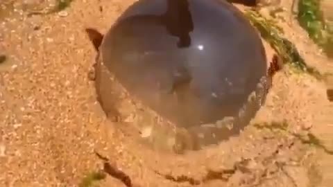 The largest glass ball in the sea sand 😍