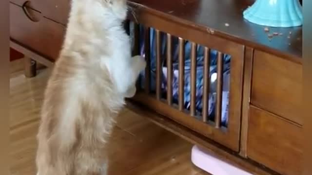 Cute Cats Pet Animal Videos