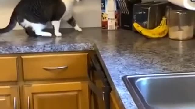 CAT AND BANANA