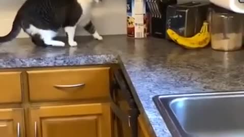 CAT AND BANANA