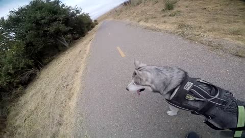 Husky Reaction to owner falling